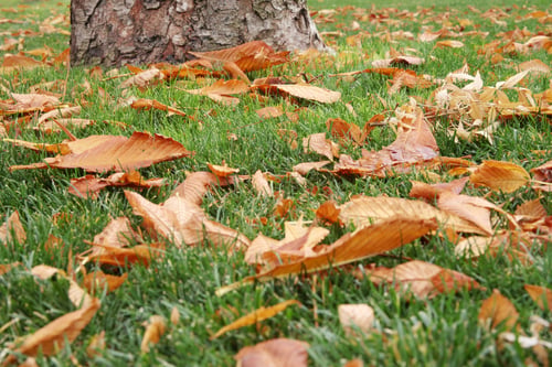 Preview: autumn leaves