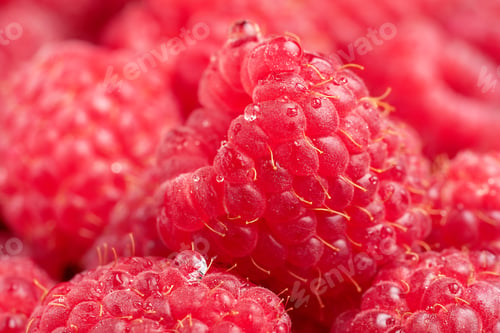 Preview: Macro shot of red raspberries background with dew drops. Summer background.