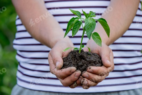 Preview: the farmer plants a plant, pepper seedlings.