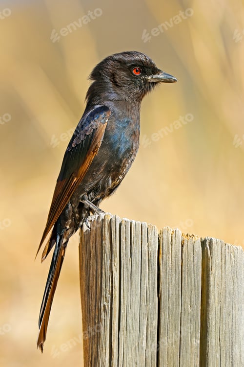 Preview: Fork-tailed drongo perched on a stump