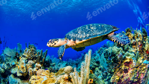 Preview: A Beautiful Turtle underwater photography