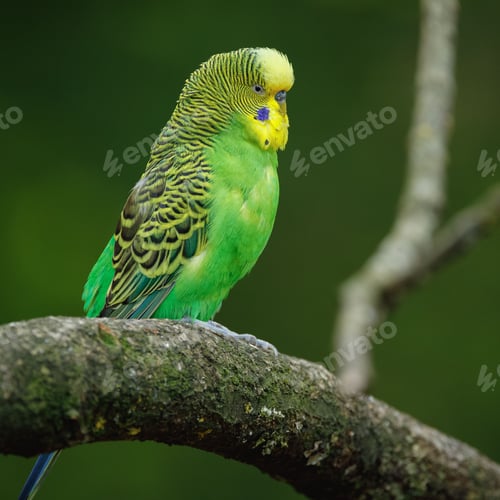 Preview: Vibrant green budgerigar perched on a tree branch with a blurred natural background