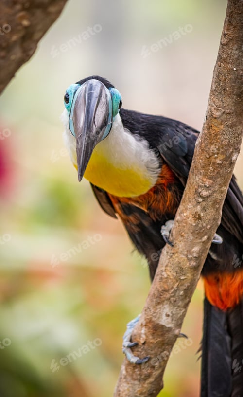 Preview: Toucan with multiple colors and a long beak