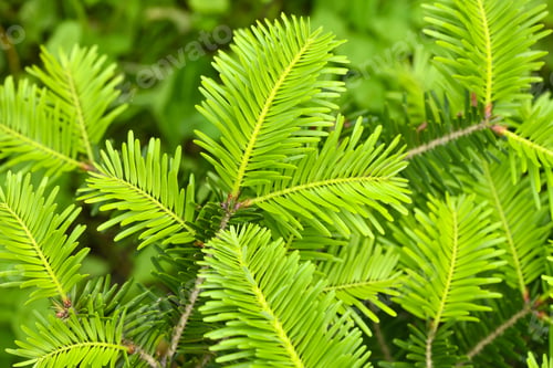 Preview: Closeup of a young fresh twig of a silver fir (Abies alba). Natural background