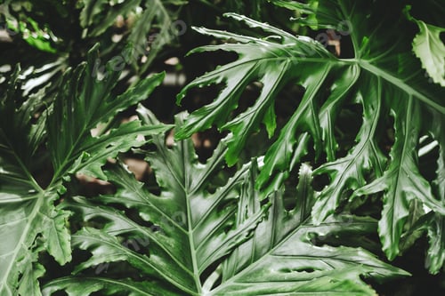 Preview: Leaves of Monstera plant growing in greenhouse, tropical background.