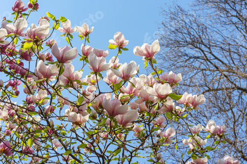 Preview: Blooming tree branch with pink Magnolia soulangeana flowers in garden, outdoors