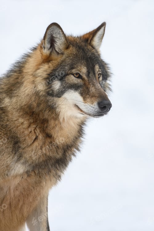 Preview: Gray wolf in the winter forest. Wolf in the nature habitat