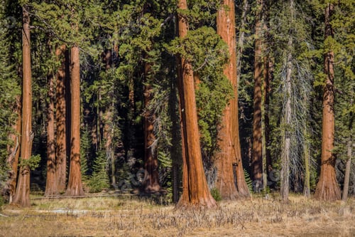 Preview: Sequoias Trees Woodland