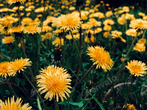 Field of Yellow Dandelions in Green Grass