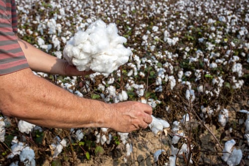 Preview: Cotton harvest. A man collecting cotton