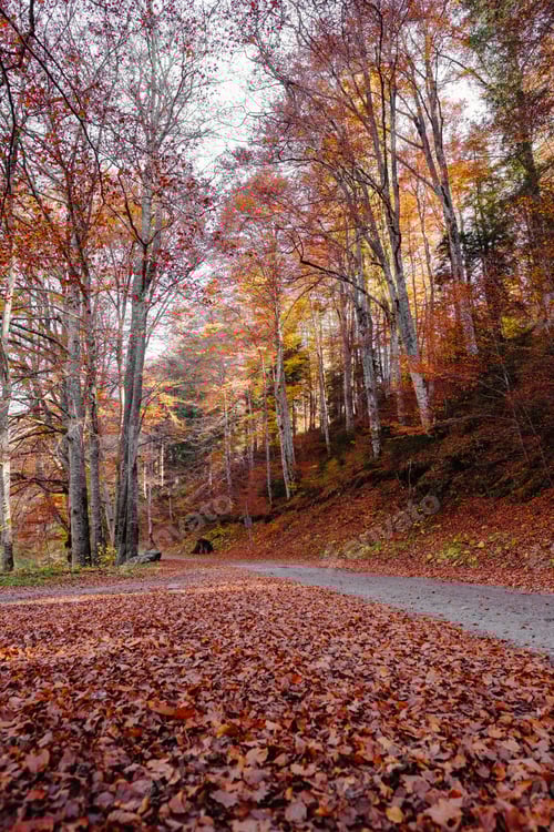 Preview: Vertical picture of Colorful Autumn Forest