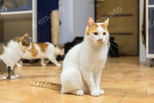 Preview: White Cat Playing with Feather Toy in Shelter