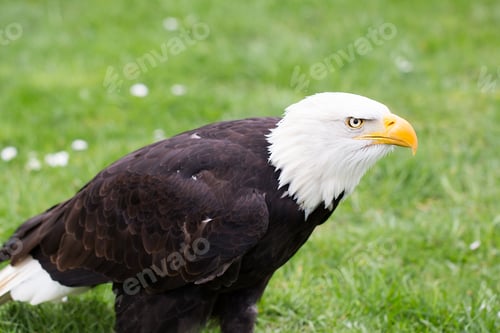 Preview: Portrait of a bald eagle on grass.