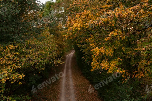 Preview: A path through the forest