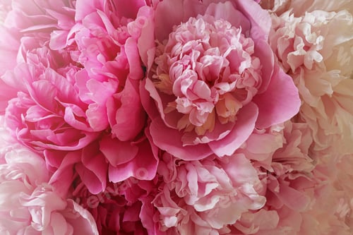 Preview: Closeup view of beautiful pink peony bouquet