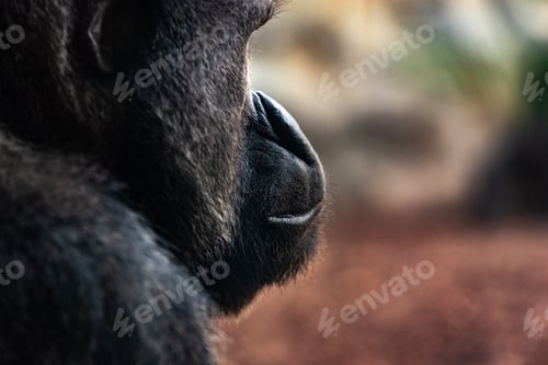 Preview: Western male gorilla sitting, Gorilla gorilla gorilla, in a zoo.