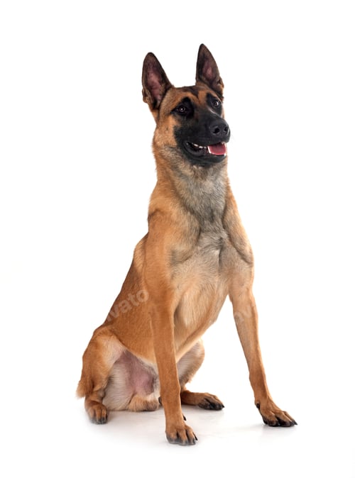 Preview: malinois in studio