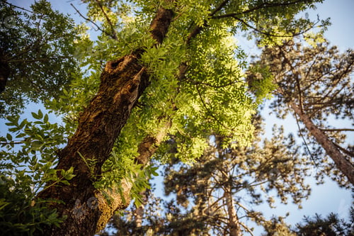 Preview: Low angle shot of a green tree in a forest during the day