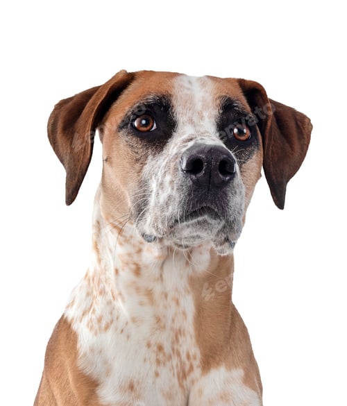 Preview: mixed-breed in studio