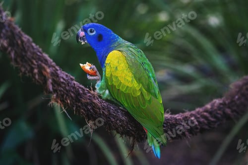 Preview: Blue-headed Parrot eating fruit (Pionus menstruus)