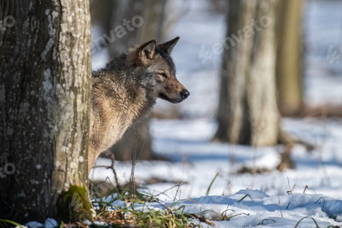 Preview: Wolf in the forest up close. Wild animal in the natural habitat