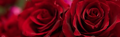 Preview: burgundy rose bud close-up photography with depth of field
