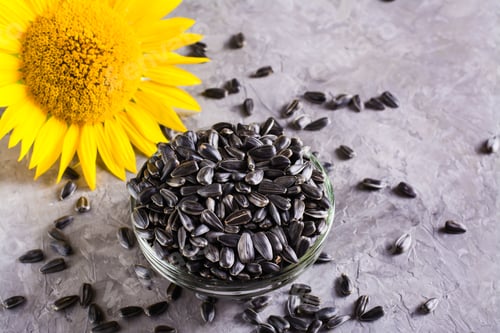 Preview: Sunflower in a glass and seeds in a bowl on a gray table. Natural nutrition and harvest