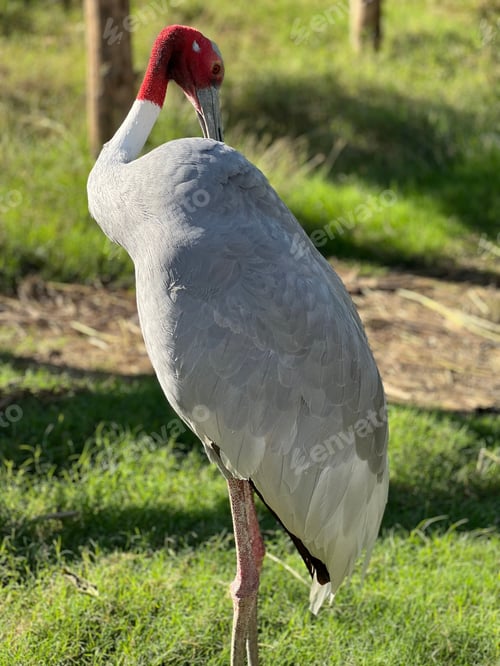 Preview: an adult crane stands on a patch of grass and is looking straight ahead