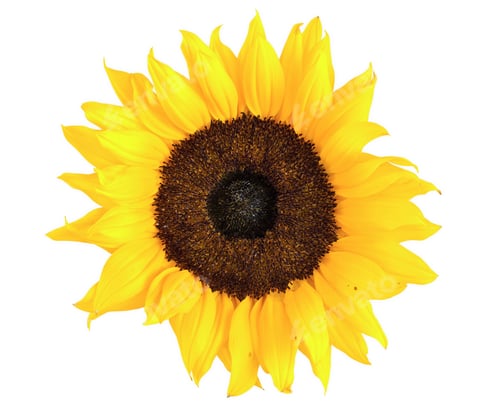 Preview: Bright Yellow Sunflower on White Background