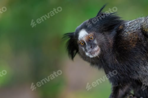Preview: Black-tufted Marmoset monkey (Callithrix penicillata)