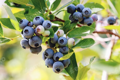 Preview: Blueberries ripen in summer garden, Vaccinium angustifolium organic blueberry produce