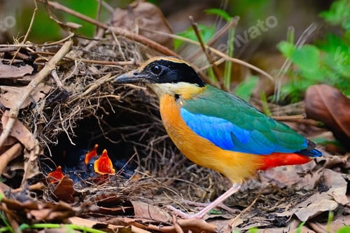 Vorschau: Blauflügel-Pitta