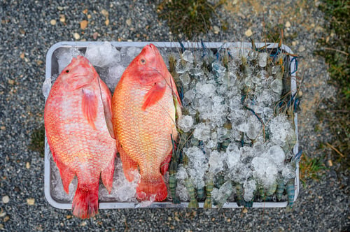 Preview: Red Tilapia fish with shrimps frozen with ice on tray