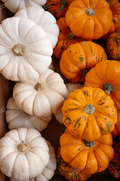 Preview: Autumn mini Baby Boo pumpkins and gourds for Halloween decoration