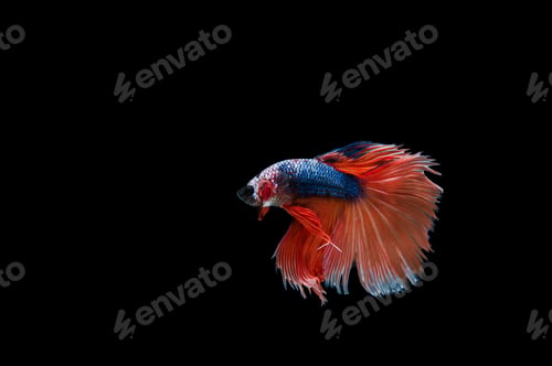 Preview: Beautiful colorful of siamese betta fish