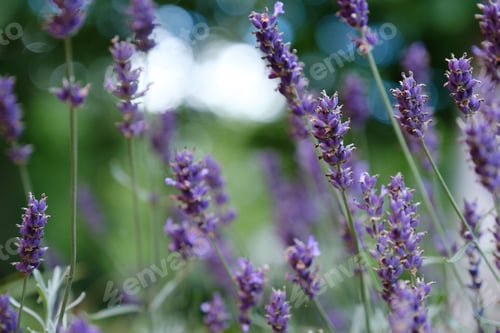 Preview: Lavender Field in the summer