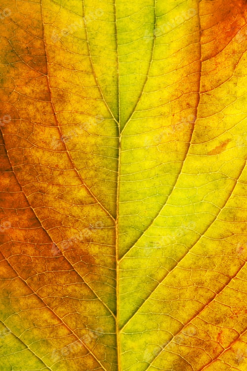 Preview: macro of autumn leaf