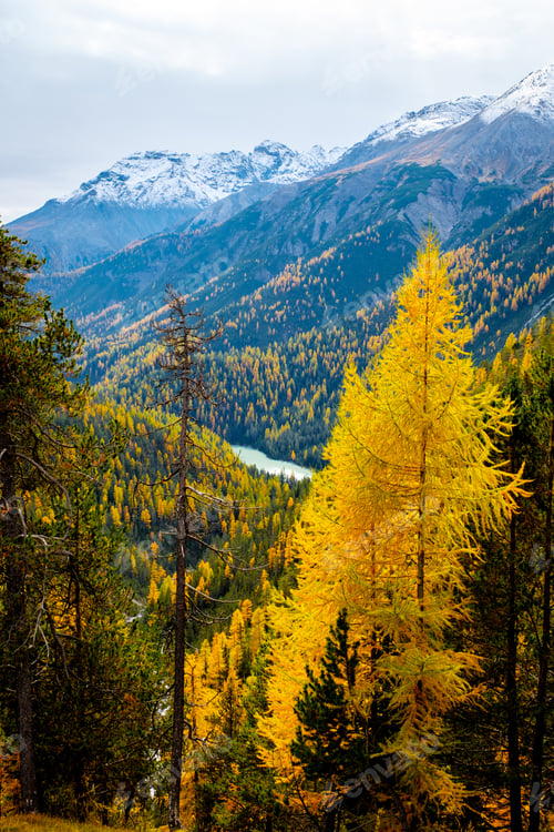 Preview: Golden autumn foliage near Falensee in Appenzell, Switzerland, showcasing natural beauty