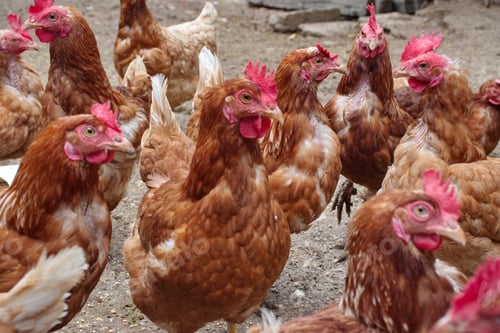 Vista previa: Closeup of chickens on the rural farm in Croatia