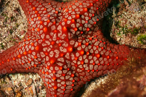 Preview: Red Sea Star, Galápagos National Park, Ecuador