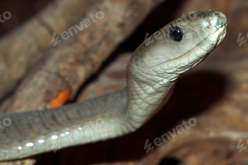 Preview: Black Mamba, Chobe National Park, Botswana