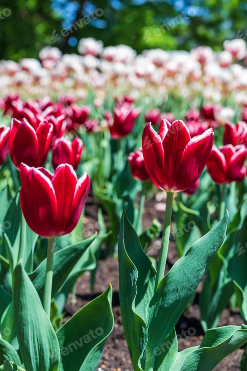Preview: Tulips in park in spring. Flowers in garden in springtime.