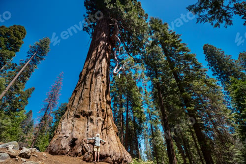 Preview: Sequoia