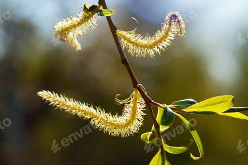Preview: Male inflorescence of willow in back light