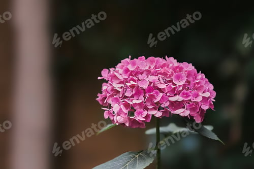 Preview: Pink Hortensia or Hydrangea flower blooming in summer in garden. Blurred background, selective focus
