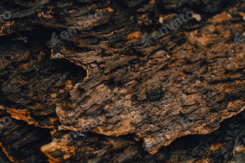 Preview: Dark and moody organic texture of raw pine bark