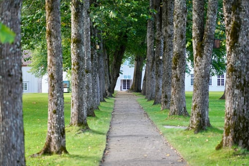 Preview: Serene tree-lined pathway leading to a white building.