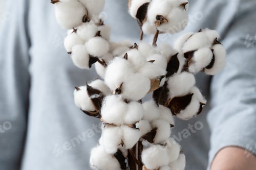 Preview: Crop faceless woman holding bunch of tender white cotton