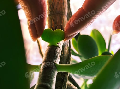 Preview: Fingers Holding a Heart Shaped Green Leaf