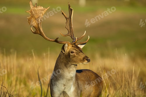 Preview: Portrait of male Fallow deer (Dama dama) in autumn